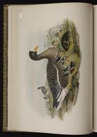 Greater White-fronted Goose; Ganso careto-mayor, oie rieuse plate 4