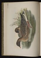 Pink-footed Goose; oie à bec court plate 3
