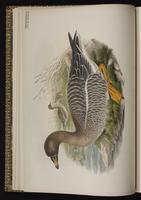 Bean Goose; oie des moissons plate 2