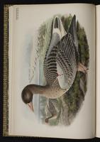Greylag Goose plate 1