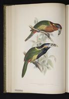 Pteroglossus maculirostris plate 21