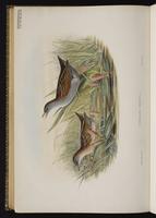 Little Crake plate 90