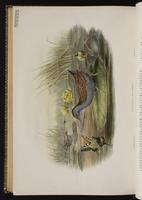 Baillon's Crake plate 89