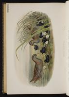 Spotted Crake plate 88