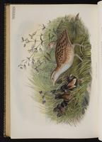 Corn Crake plate 87