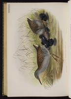 Water Rail plate 86