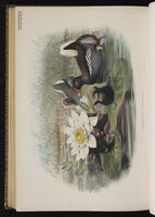 Common Moorhen; Gallineta frente roja, gallinule poule-d'eau plate 85