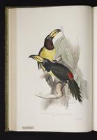 Pteroglossus inscriptus plate 20