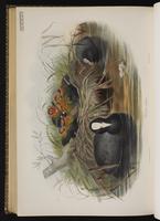 Eurasian Coot plate 84