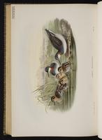 Falaropo cuello rojo; phalarope à bec étroit, Red-necked Phalarope plate 83