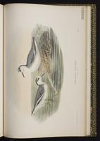 Red Phalarope; Falaropo pico grueso, phalarope à bec large plate 82