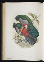 Violaceous trogon; Trogón violáceo plate 29