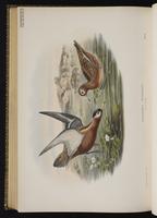Red Phalarope; Falaropo pico grueso, phalarope à bec large plate 81