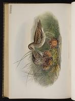 Common Snipe; Agachona común, bécassine des marais plate 79