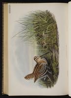 Great Snipe plate 78