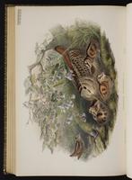 Eurasian Woodcock; bécasse des bois plate 77