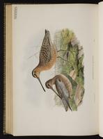 Short-billed Dowitcher; bécassin roux, Costurero pico corto plate 76