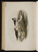 Broad-billed Sandpiper plate 75