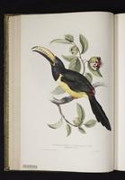 Pteroglossus humboldtii plate 19