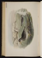 Purple Sandpiper; bécasseau violet plate 74