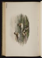 Temminck's Stint; bécasseau de TemminckTemminck's Stint plate 73