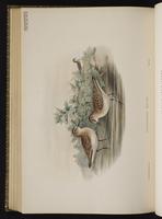 Little Stint plate 72