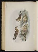 White-rumped Sandpiper; bécasseau à croupion blanc, Playero rabadilla blanca plate 71