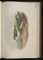 Dunlin; bécasseau variable, Playero dorso rojo plate 70