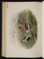 Dunlin; bécasseau variable, Playero dorso rojo plate 69