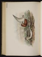 bécasseau cocorli; Curlew Sandpiper plate 68