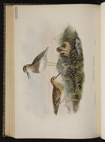 Pectoral Sandpiper; bécasseau à poitrine cendrée, Playero pectoral plate 67