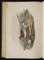 Sanderling; bécasseau sanderling, Playero blanco plate 66