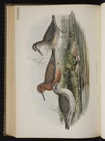 bécasseau maubèche; Playero canuto, Red Knot plate 65