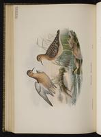 Buff-breasted Sandpiper; bécasseau roussâtre, Playero leonado plate 64