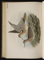 Upland Sandpiper; maubèche des champs, Zarapito ganga plate 63