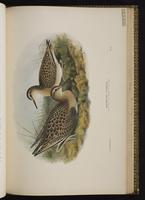 Ruff; combatant varié plate 62