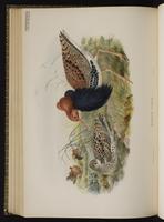 Ruff; combatant varié plate 61