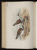 Ruddy Turnstone; tournepierre à collier, Vuelvepiedras rojizo plate 60