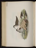 Spotted Sandpiper plate 59