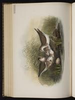 Common Sandpiper plate 58