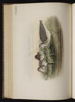 Wood Sandpiper plate 57