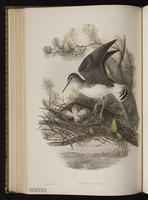 Green Sandpiper plate 56