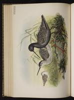 Spotted Redshank plate 55