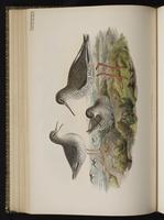 Common Redshank plate 54