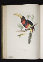 Pteroglossus azarae plate 17