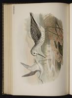 Common Greenshank plate 53