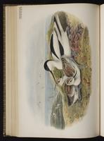 Pied Avocet plate 52