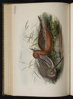 Bar-tailed Godwit; Picopando cola barrada plate 51