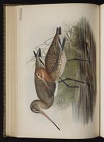 Black-tailed Godwit; barge à queue noire plate 50