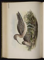 Whimbrel; courlis corlieu, Zarapito trinador plate 49